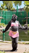 Gorilla Huseyin GIF