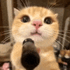 Cute Cat GIF