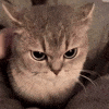 Cat Love GIF