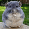 Hamster Enrique GIF
